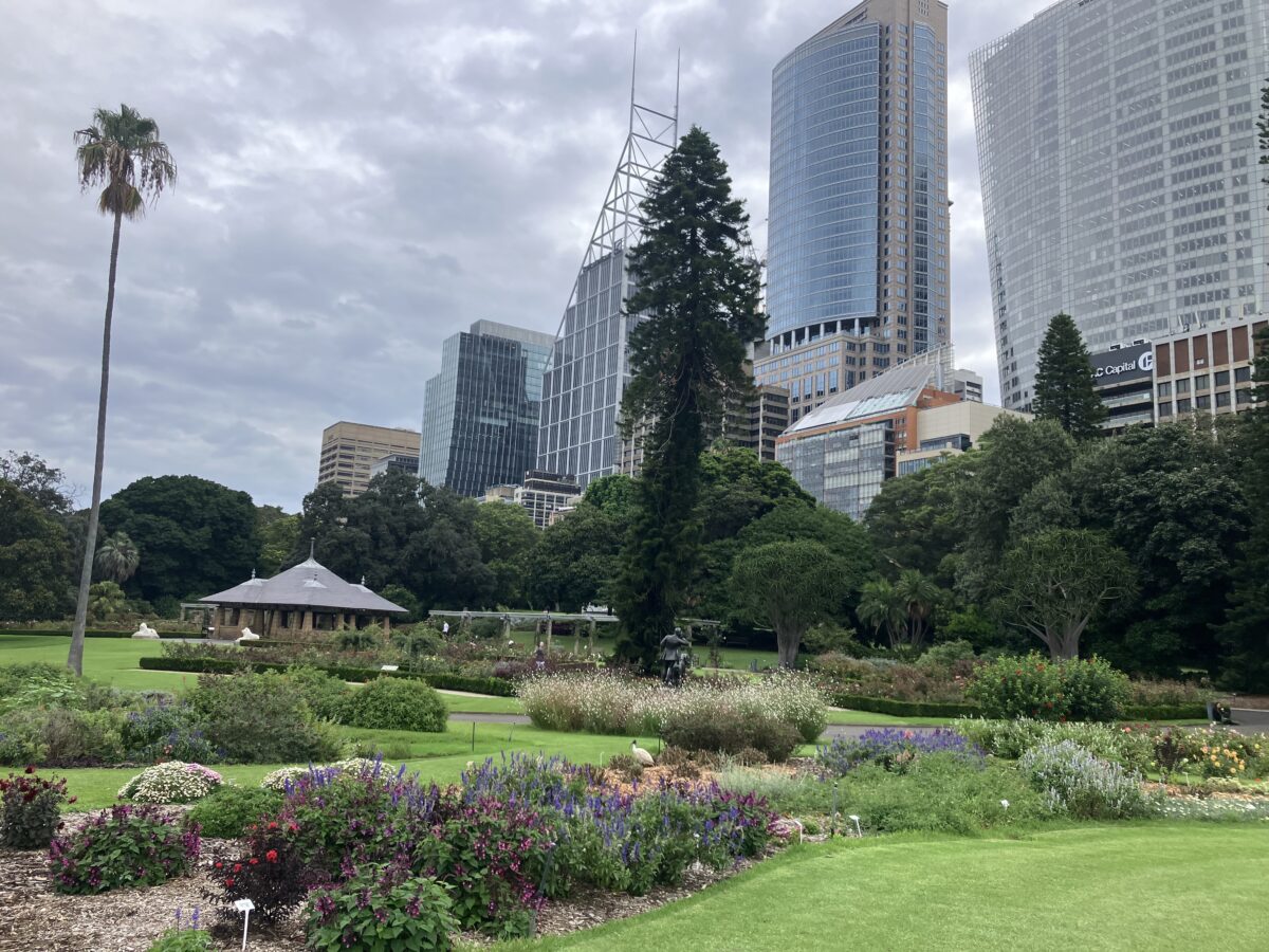 シドニー観光 植物園