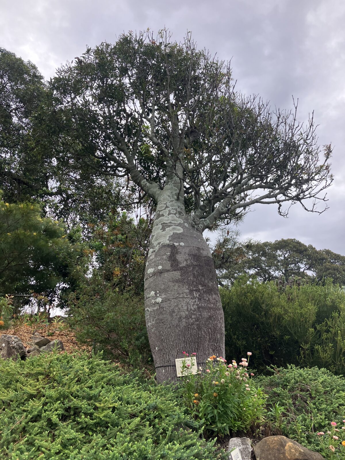 シドニー観光 ロイヤル植物園
