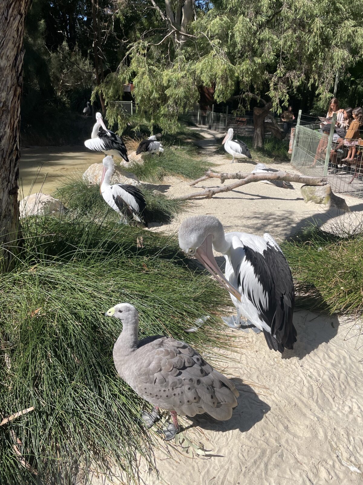 アデレード動物園