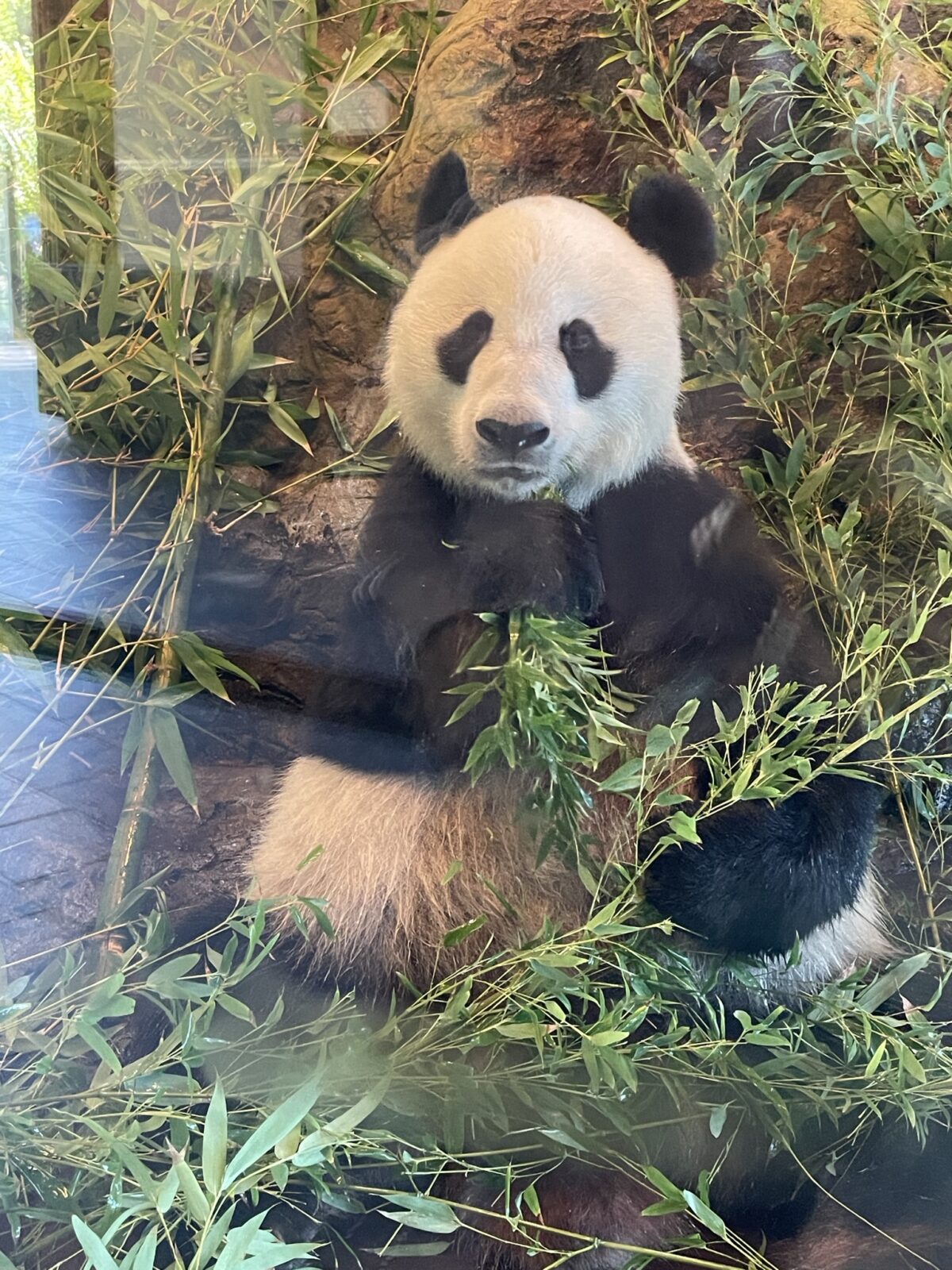 アデレード動物園　パンダ