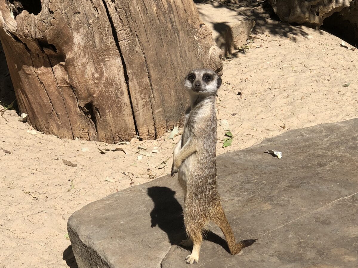 アデレード動物園 ミーアキャット