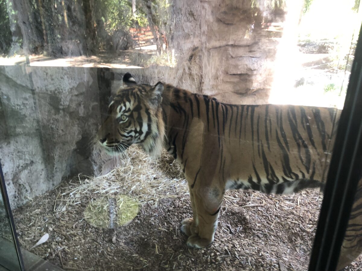 アデレード動物園　トラ