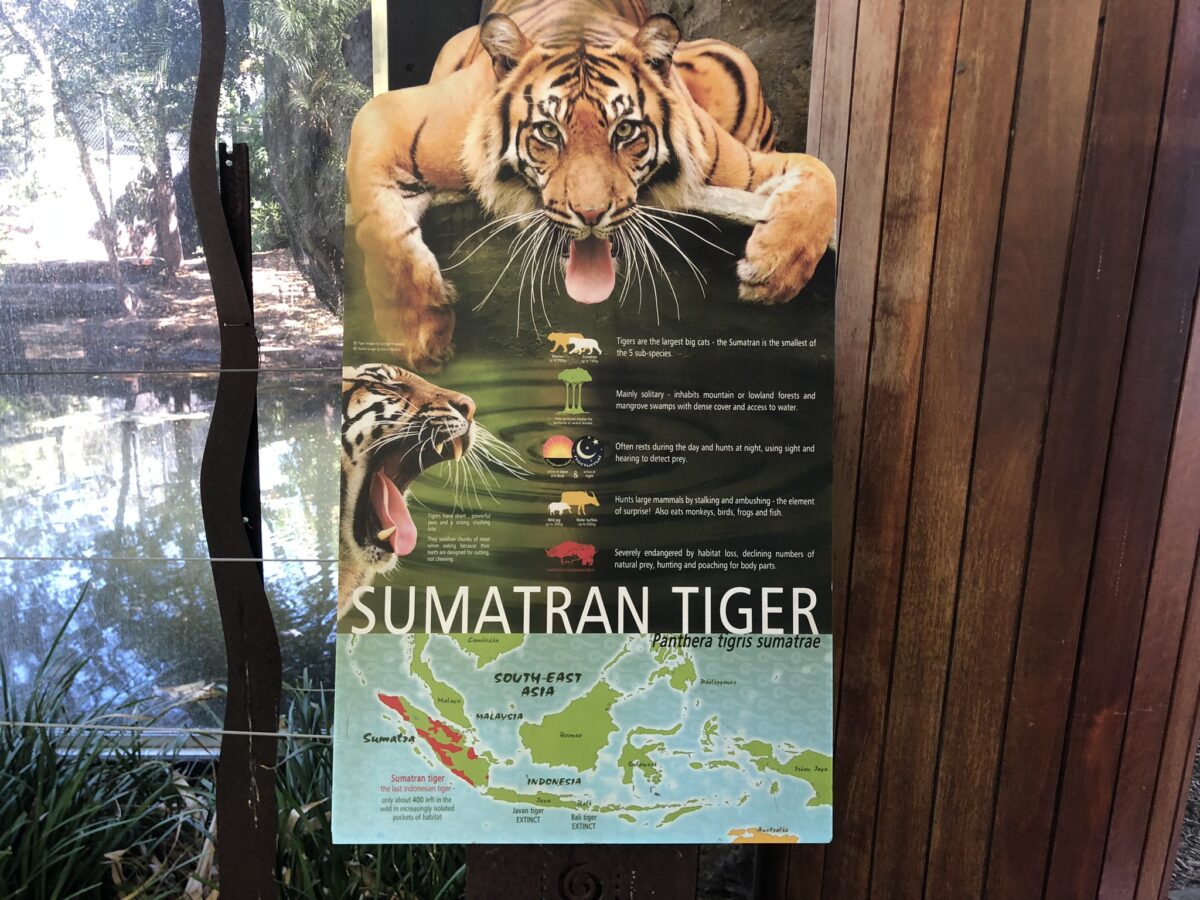 アデレード動物園 トラ