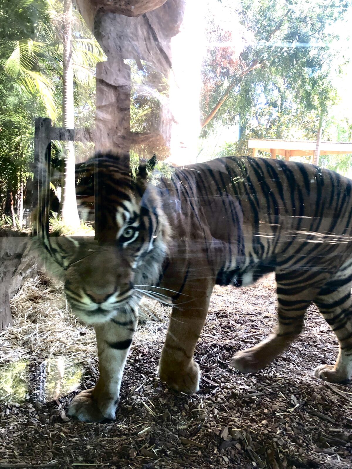 アデレード動物園 トラ