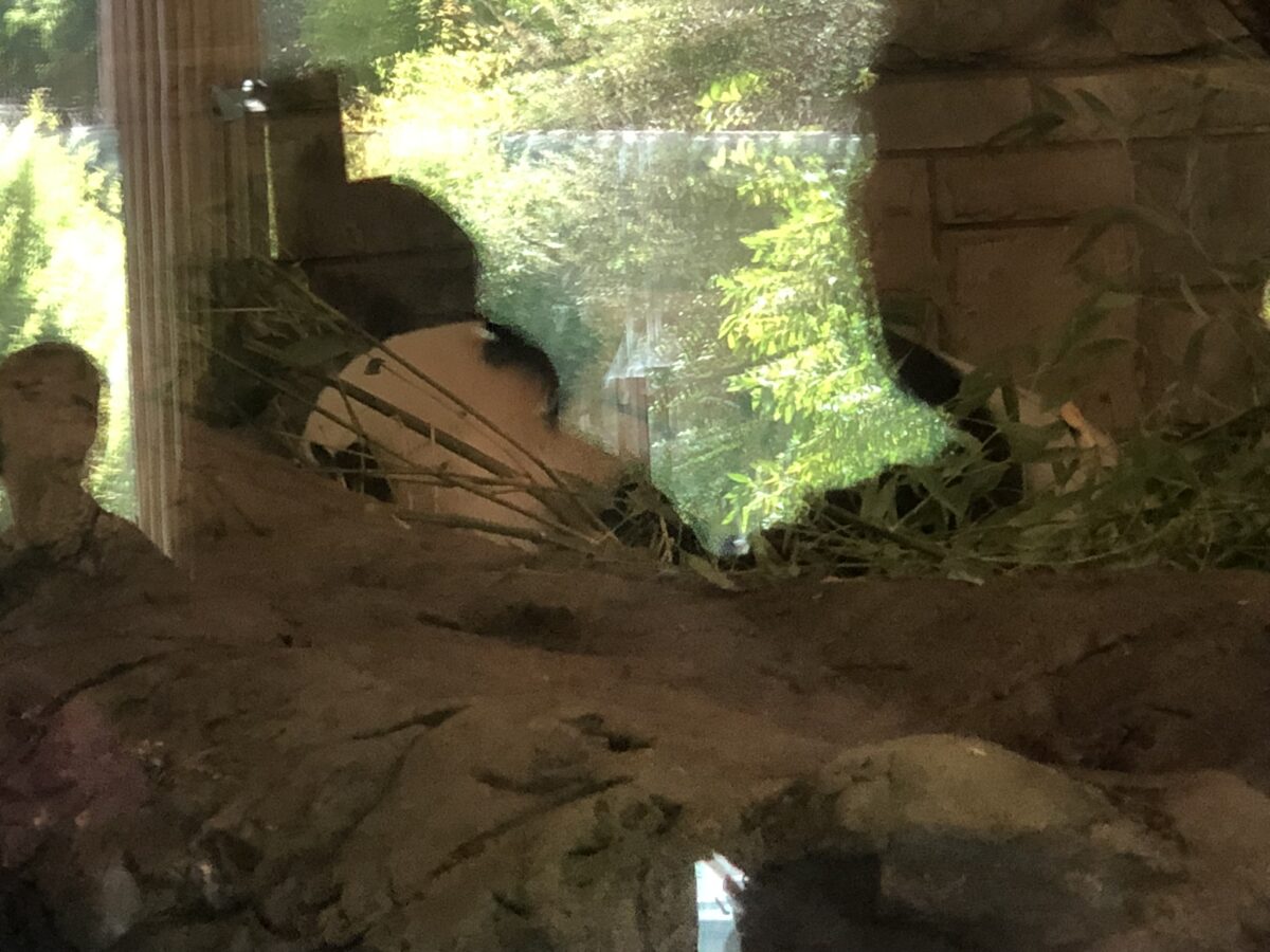 アデレード動物園 パンダ