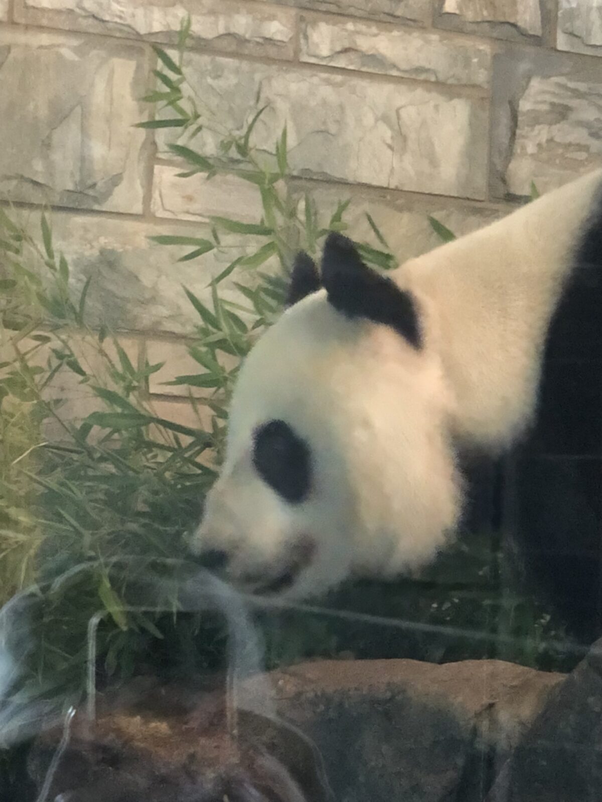 アデレード動物園 パンダ