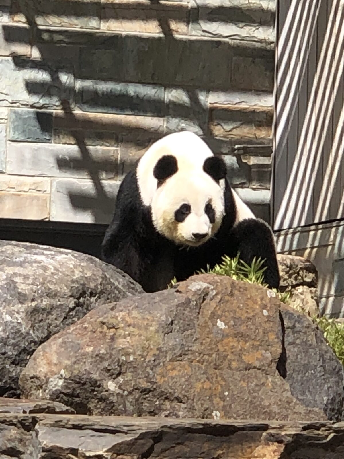 アデレード動物園　パンダ
