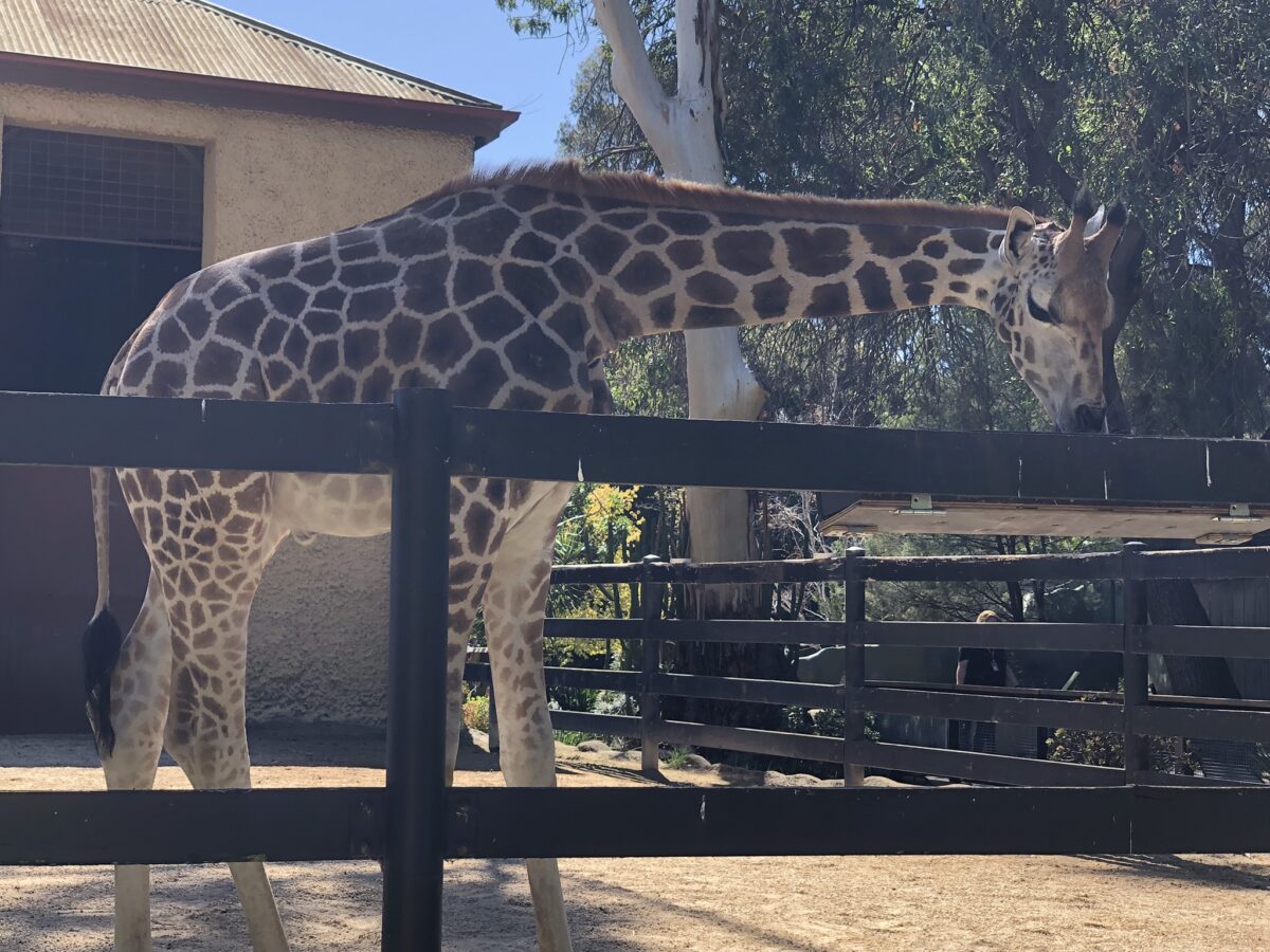 アデレード動物園 キリン