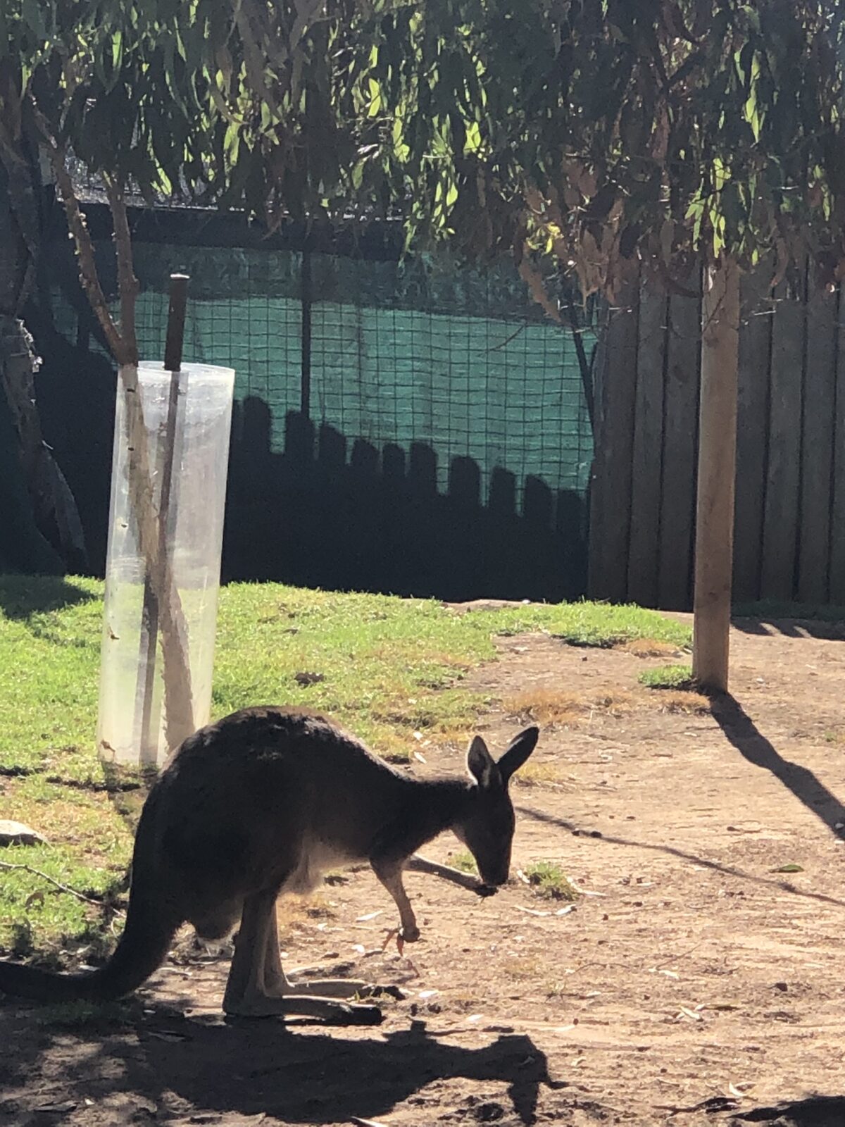 アデレード動物園 カンガルー