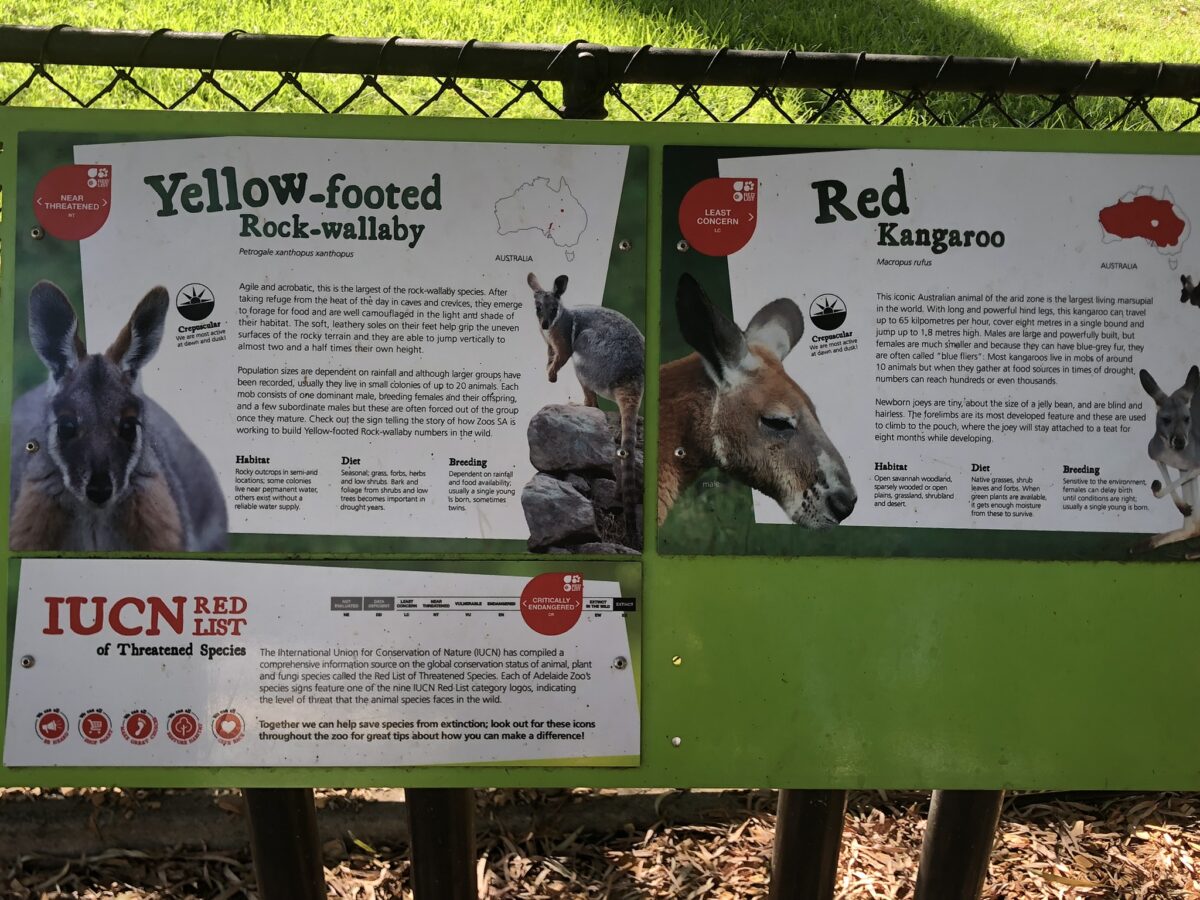 アデレード動物園 カンガルー