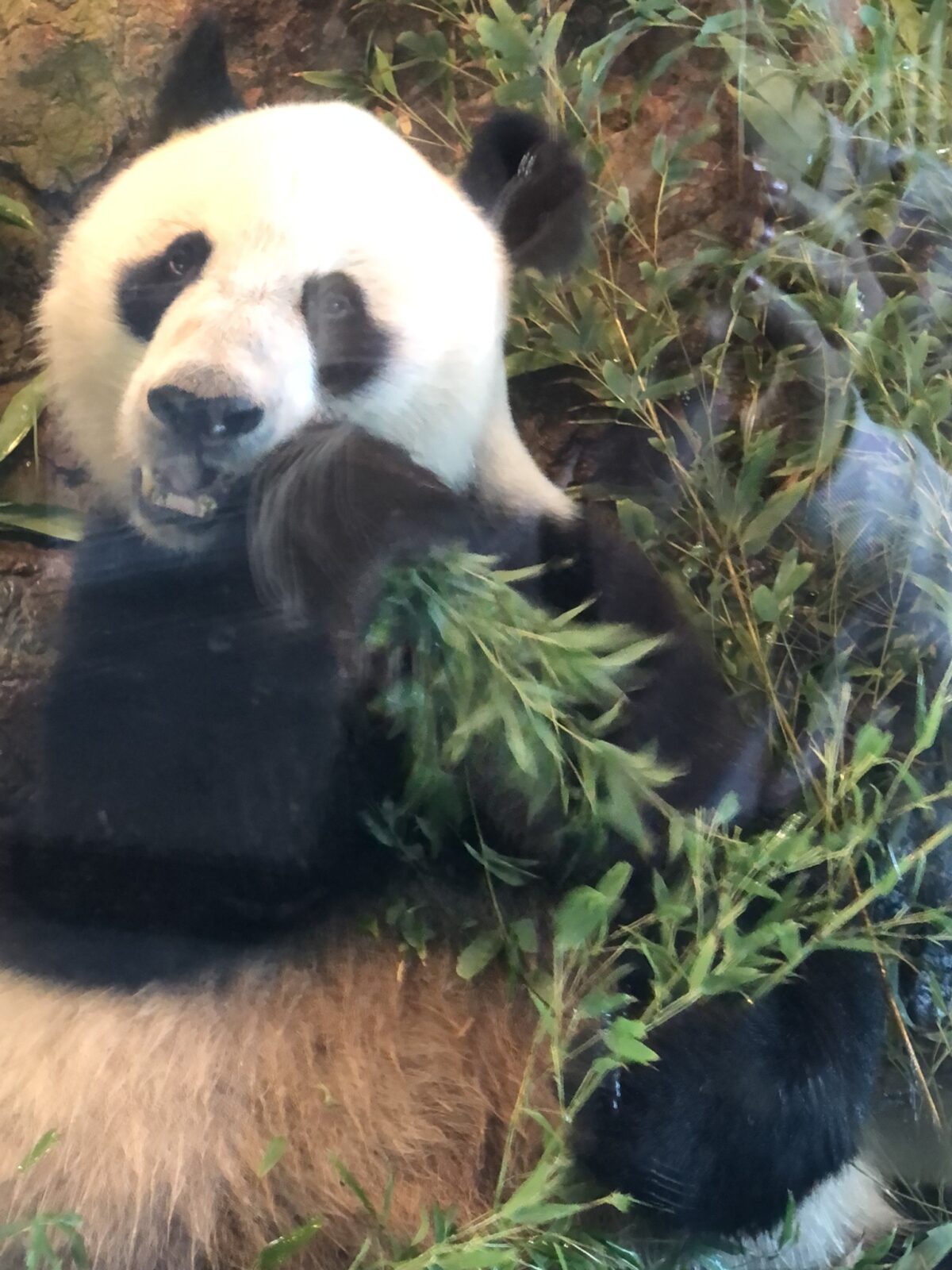 アデレード動物園 パンダ